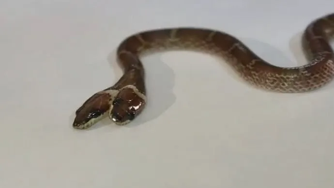 Rare two-headed wolf snake with four eyes rescued from a farm in Gujarat